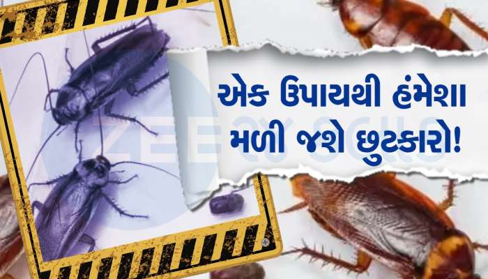 કોકરોચને નાબૂદ કરવાની અમેરિકન પદ્ધતિ, એકવાર અજમાવી જુઓ, બીજીવાર વંદા ફરકશે પણ નહીં