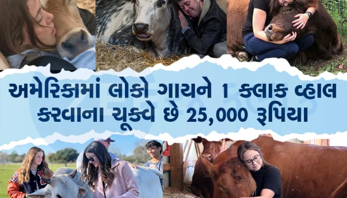 ગોરાઓને પ્રેમ ઉભરાયો, અમેરિકામાં લોકો ગાયને 1 કલાક વ્હાલ કરવાના ચૂકવે છે ₹ 25,000