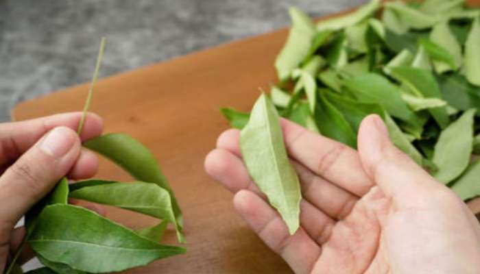 Health Tips: સવારે ખાલી પેટ મીઠો લીમડો ચાવીને ખાવાથી થતા 4 મોટા ફાયદા વિશે જાણો