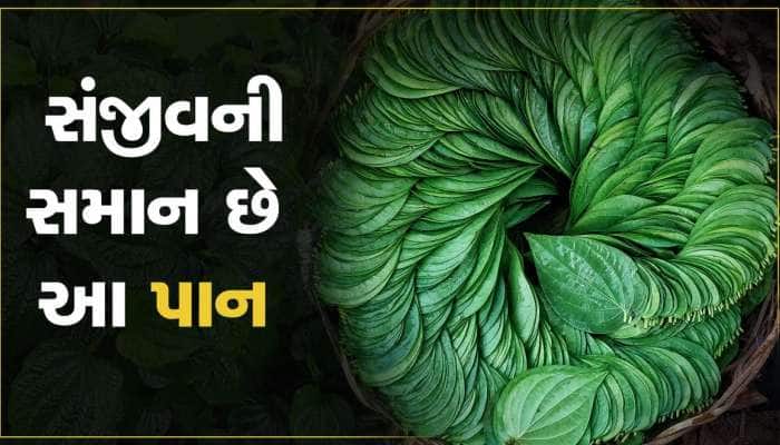અન્યની સરખામણીમાં આ પાનને માનવવામાં આવે છે સંજીવની, જેમાં નથી ઊગતા ફળ-ફૂલ...