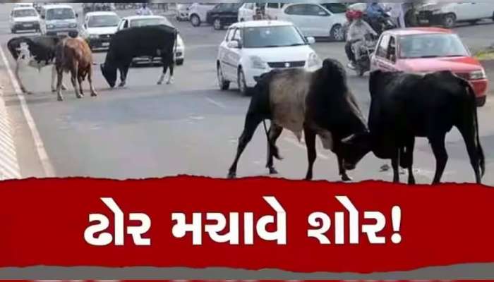 ભાવનગરમાં રખડતા ઢોરનો આતંક: યુવાનનું કરૂણ મોત, પત્ની અને ત્રણ બાળકો બન્યા નોંધારા