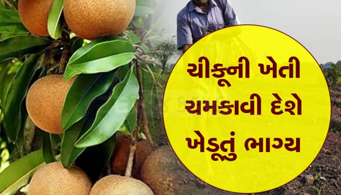 હવે ચીકૂની ખેતી ગુજરાતના ખેડૂતોને બનાવશે લાખોપતિ,ટ્રેકટર નહી મર્સિડીઝ લઇને જશે ખેતરે