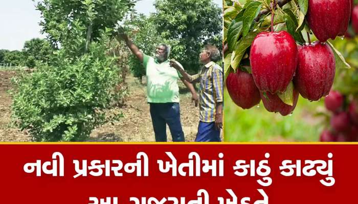 ગુજરાતી ખેડૂતે ચમત્કાર કર્યો, ઠંડા પ્રદેશમાં થતા ફળની ખેતી ભરૂચમાં કરી બતાવી