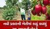 ગુજરાતી ખેડૂતે ચમત્કાર કર્યો, ઠંડા પ્રદેશમાં થતા ફળની ખેતી ભરૂચમાં કરી બતાવી