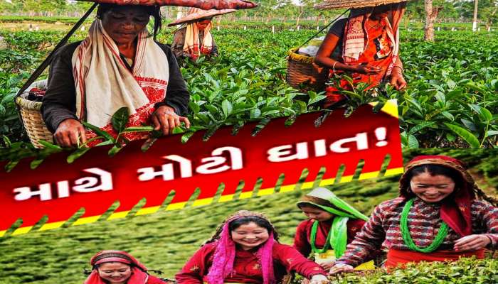 મોંઘી થશે ચા! ચા ઉદ્યોગ પર મોટું સંકટ, વેપારીઓએ સરકાર પાસે માંગી મદદ