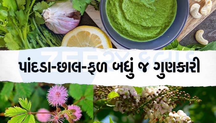 સંજીવની બુટ્ટીથી કમ નથી આ છોડ, પેટથી માંડીને માથા સુધીની બિમારીઓ માટે છે રામબાણ