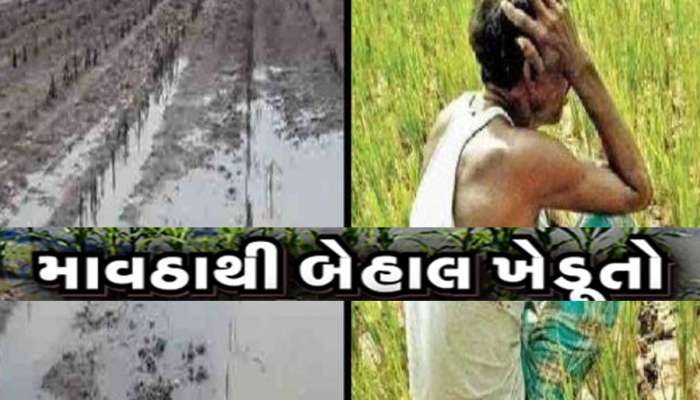 Gujarat Weather: બાગાયતનો સોથ વળ્યો! અન્નદાતા પર આફત બની વરસેલા વરસાદનો આ છે રિપોર્ટ, ખેડૂતોની હાલત ખરાબ