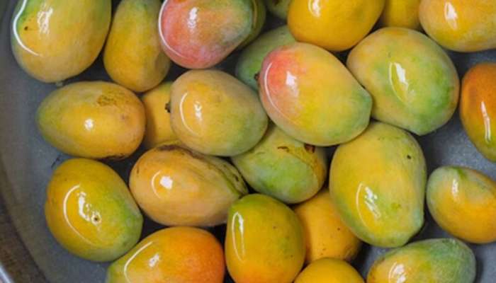Mango Eating Tips: કેરી ખાતા પહેલાં જરૂર કરી લો આ કામ, નહીંતર થઇ શકે છે નુકસાન
