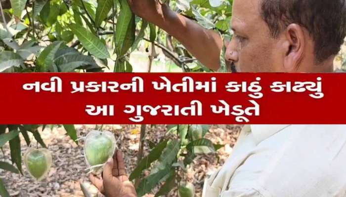 શું તમે ડિઝાનર મેંગો વિશે સાંભળ્યું છે? ગુજરાતના પ્રગતિશીલ ખેડૂતે કેરીઓમાં કર્યો નવકાર પ્રયોગ