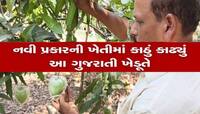 શું તમે ડિઝાનર મેંગો વિશે સાંભળ્યું છે? ગુજરાતના પ્રગતિશીલ ખેડૂતે કર્યો નવતર પ્રયોગ