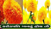 આ ફૂલોની ખેતી ચમકાવશે ખેડૂતોની કિસ્મત, સરકાર સામેથી આપી રહી છે રૂપિયા