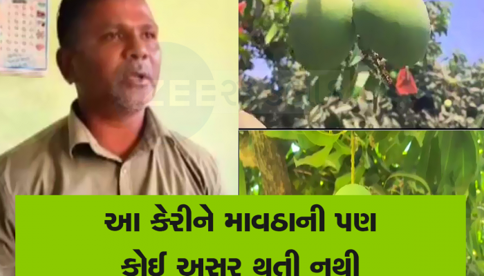 હાફુસ અને કેસર કેરીને પણ ટક્કર મારે તેવી નવી કેરી નવસારીના ખેડૂતે ઉગાવી, મઘ જેવી મીઠી છે 