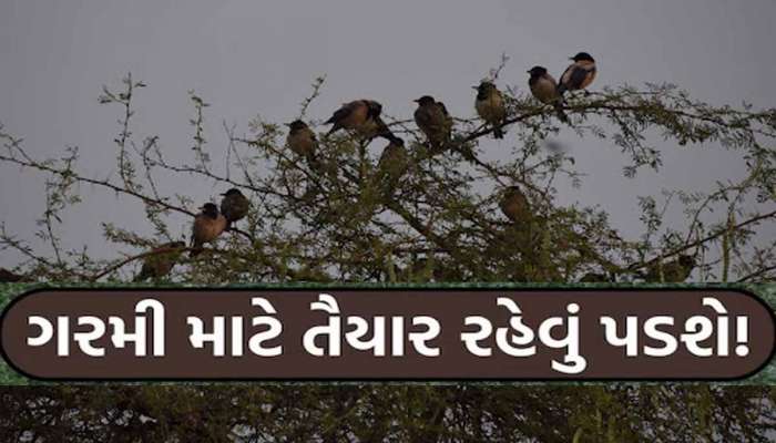 રાજકોટમાં અજુગતું બન્યું; એકાએક આ ગાર્ડનમાં અનેક પક્ષીઓ વૃક્ષો પરથી નીચે પડવા લાગ્યા! 