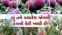આ ગુજ્જુ ખેડૂત ઉગાડે છે 80 પ્રકારની અલગ-અલગ કેરી, ભાવ અઢીથી ત્રણ લાખ રૂપિયે કિલો
