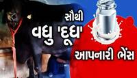 અચાનક કેમ ચર્ચામાં આવી ગઈ ગુજરાતની આ ભેંસ? કામ અને કિંમત જાણીને ચોંકી જશો