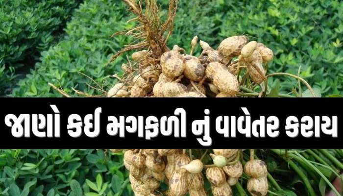 જાણી લેજો, ફાયદામાં રહેશો! મગફળીનું વાવેતર કરતાં ગુજરાતના ખેડૂતો માટે સરકારે જાહેર કરી માર્ગદર્શિકા