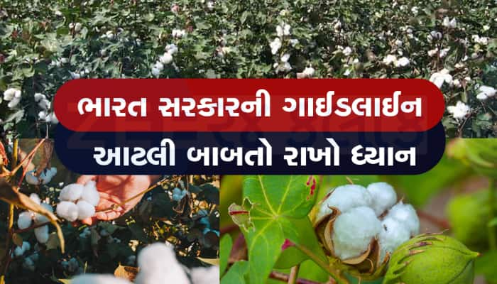 'સફેદ સોના'ની ખેતી કરતા ગુજરાતના ખેડૂતો માટે ખાસ ટિપ્સ, ઢગલાબંધ ઉતરશે પાક