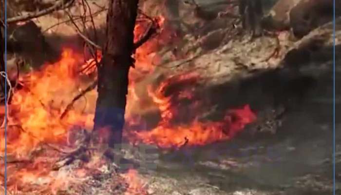 ઉધમપુર, J&K: ક્રિમચીના જંગલમાં આગ ફાટી નીકળી, લોકોએ કર્યા આગ બુઝાવવાના પ્રયાસ...