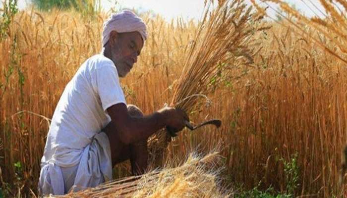 એક પાક ઉગાવીને ખુશ થઈ ગયા ગુજરાતના ખેડૂતો, માર્કેટમાં મોં માંગ્યા ભાવ મળ્યા