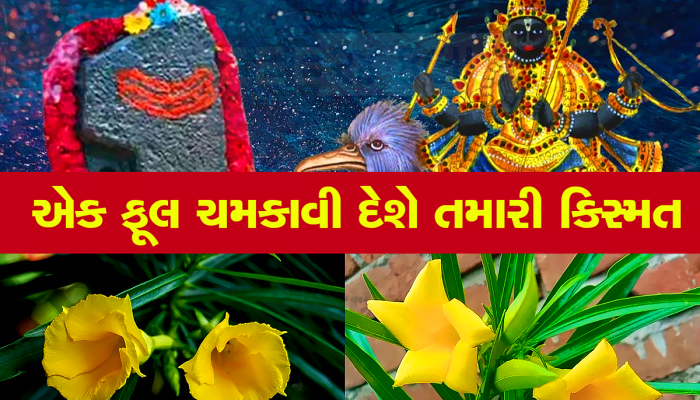 Saturday Special: શનિવારે કરેણના ફૂલથી કર્યો આ ઉપાય, પલટાઇ જશે કિસ્મત, શરૂ થશે અચ્છે દિન