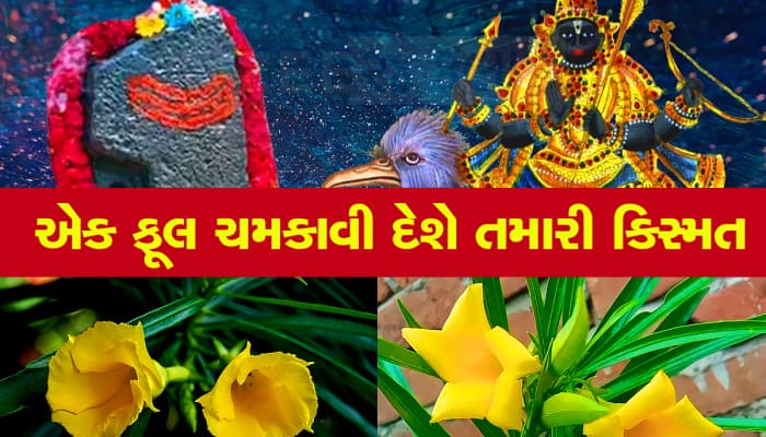 Saturday: શનિવારે કરેણના ફૂલથી કર્યો આ ઉપાય, પલટાઇ જશે કિસ્મત, શરૂ થશે અચ્છે દિન