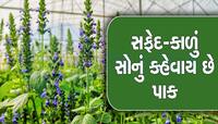 આ Superfood ની ખેડૂતોને બનાવશે માલામાલ, 4 મહિનામાં તૈયાર થઇ જાય છે પાક