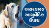 Dog Bite: જો કૂતરું કરડે તો તરત આ આયુર્વેદિક ઉપાય અજમાવો, ઝેરની અસર દૂર થશે!