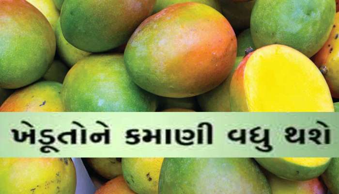 હવે કેરીના શોખીનોને મોજ કરાવવા વિકસાવાઈ નવી જાત; ખાસિયતો જાણીને તમે બધી કેરીઓને ભૂલી જશો!