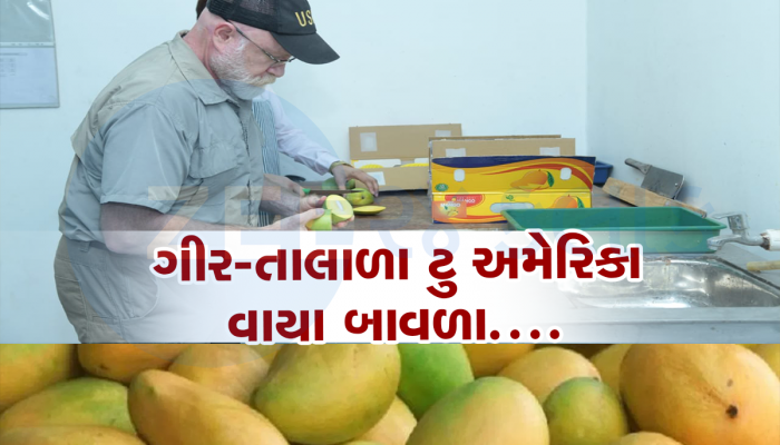 આ ભાવે અમેરિકામાં વેચાય છે ગીરની કેસર કેરી, આ રીતે કેસર કેરીનો સ્વાદ અને સુગંધ પહોંચે છે અમેરિકા