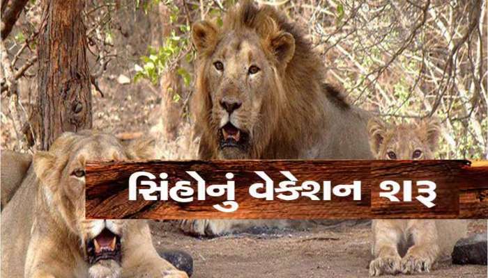 ગીર જતાં પ્રવાસીઓ માટે મોટા સમાચાર; આ તારીખથી ચાર મહિના નહીં કરી શકો સિંહ દર્શન