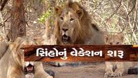 મોટા સમાચાર; આ તારીખથી ચાર મહિના પ્રવાસીઓ માટે સિંહ દર્શન પર પ્રતિબંધ