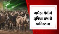 ગધેડા વેંચીને રૂપિયા કમાશે પાકિસ્તાન, તમને નવાઈ લાગશે પણ આ દેશમાં છે જબરદસ્ત ડિમાન્ડ