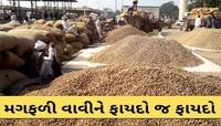 મગફળીની બોરીઓથી ઊભરાયું ગુજરાતનું આ માર્કેટયાર્ડ! જાણો મણના શું બોલાય છે ભાવ?