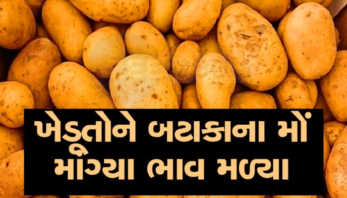 બનાસકાંઠાના ખેડૂતો માટે સોનાનો સૂરજ ઉગ્યો, બટાકાના ભાવ ઓલ ટાઈમ હાઈ પર પહોંચ્યા