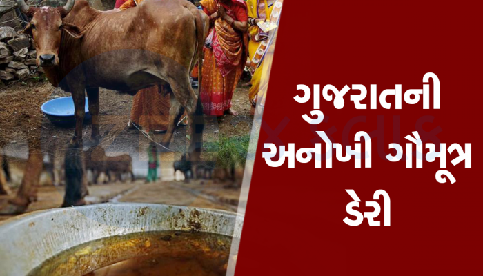 ગુજરાતનું અનોખું સ્ટાર્ટઅપ : ગૌમૂત્ર વેચીને પશુપાલકો કરે છે કમાણી, દેશની પ્રથમ ગૌમૂત્ર ડેરી