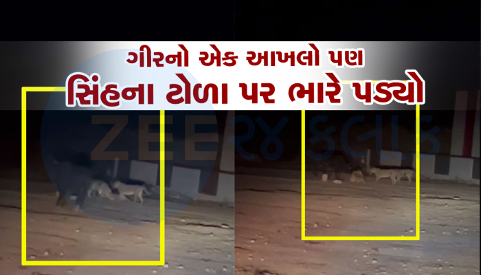 પ્રાણીઓનાં પ્રેમની અદભૂત એકતાની ઘટના બની, ખુંટીયાએ ગૌવંશને સિંહના શિકારથી બચાવી