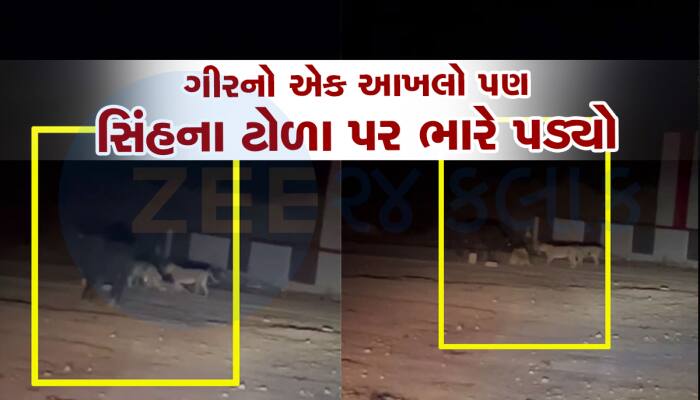 પ્રાણીઓનાં પ્રેમની અદભૂત એકતાની ઘટના બની, ખુંટીયાએ ગૌવંશને સિંહના શિકારથી બચાવી