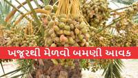 અમરેલીના ખેડૂતે કાઠું કાઢ્યું! જાણો ખજૂરની ખેતી કરીને કેવી રીતે થાય છે લાખોની કમાણી?