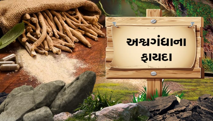 ઔષધીય ગુણો ધરાવતી અશ્વગંધાના છે અનેક ફાયદા, તમારી કામની છે આ વાત