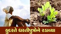 આગાહીકારોની આગાહી ફેલ ગઈ! ખેડૂતોને ભીમ અગિયારસ ન ફળી, વરસાદ ન આવતા પાક મુરઝાયો
