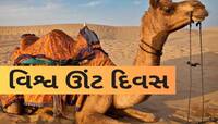 તો શું ખારાઈ ઊંટની પ્રજાતિ પણ ગુજરાતમાંથી લુપ્ત થઈ જશે? આ છે સૌથી મુખ્ય કારણ