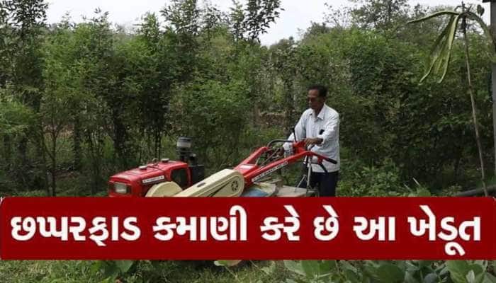 ગુજરાતના પ્રગતિશીલ ખેડૂતે ખેતીમા કાઠું કાઢ્યું! આ રીતે વાર્ષિક 12 લાખની કરે છે કમાણી