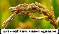 પાક નુકસાનીથી બચવા ખેડૂતોએ કરવું પડશે આ કામ, જાણી લો બમ્પર કમાણીનો સિમ્પલ રસ્તો!