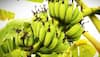 સુગર ફ્રી કેળાની ખેતીથી તગડી કમાણી! ડાયાબીટિઝના દર્દીઓ ખાઈ શકે છે આ કેળા