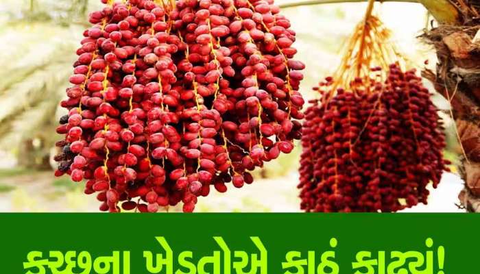 GI ટેગ ધરાવતી કચ્છની લાલ પીળી ખારેકની બજારમાં એન્ટ્રી, પણ આ વર્ષે ખેડૂતો સામે મોટી ચેલેન્જ