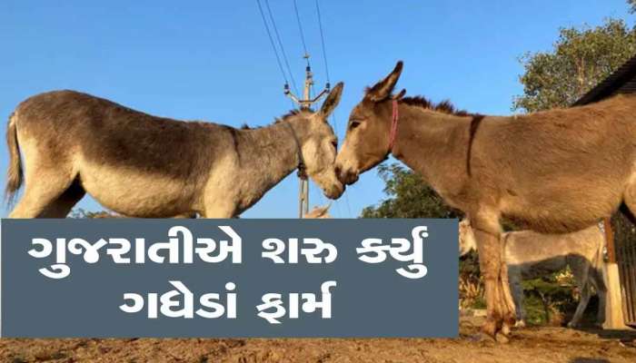 ગધેડું કરી દેશે માલામાલ! જાણો કઈ રીતે થાય છે કમાણી? શું છે દૂધ અને પાઉન્ડરનો ભાવ?