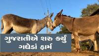 ગધેડું કરી દેશે માલામાલ! જાણો કઈ રીતે થાય છે કમાણી? શું છે દૂધ અને પાઉન્ડરનો ભાવ?