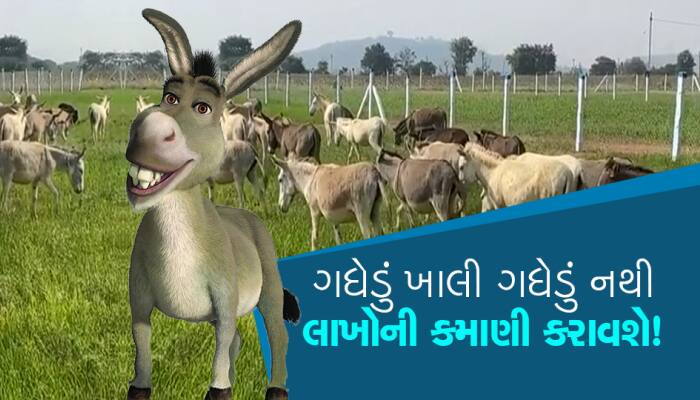 ગધેડાને ખાલી ગધેડું જ ન સમજતા, લાખો રૂપિયાની કમાણી કરાવશે આ પ્રાણી...