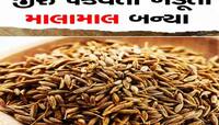 ખેડૂતોને બખ્ખાં! જીરું પકવનારાની બની જશે જિંદગી, સોનાના ભાવે આ દેશ ખરીદશે આપણું જીરુ