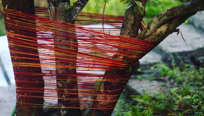 Tying Kalava on Tree: નોકરીમાં વારંવાર આવે છે સમસ્યા ? તો આ ઝાડ પર બાંધી દો લાલ દોરો, સમસ્યા થઈ જશે દુર